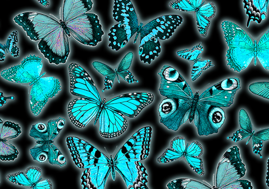 Blue Butterflies
