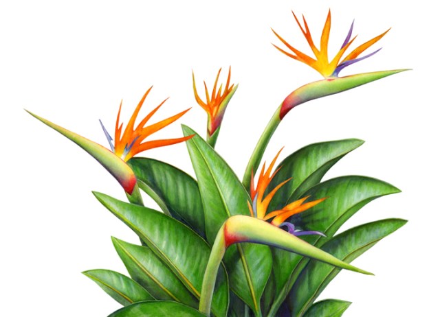  Okay, it’s not another bird image – but it is a “Bird of Paradise” plant. I created this image by extracting it from a larger painting, which is at the end of this post.