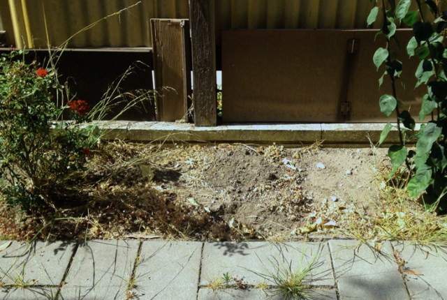  I am a song gardener only, which is clear in this picture of the current state of my backyard!