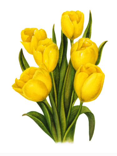 Tulips-Yellow Group