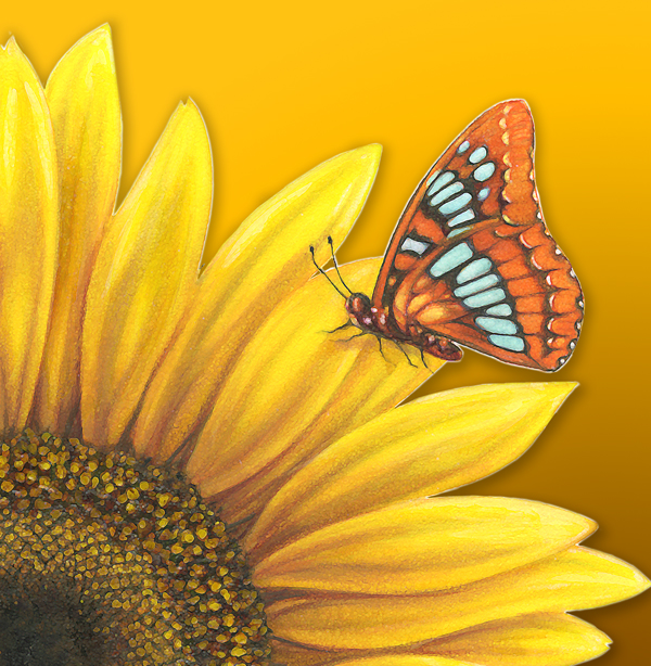 Butterfly on Sunflower