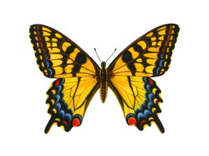 Butterfly Swallowtail