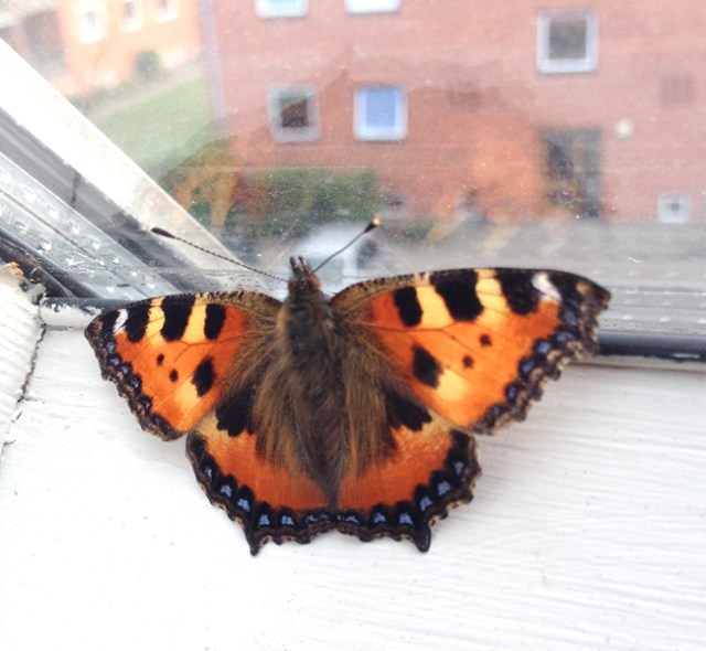  Last week, I corresponded with a lovely woman in Denmark who found my blog. She sent me this remarkable photo of a butterfly that landed on her windowsill. I will share some of our emails at the end of this post.