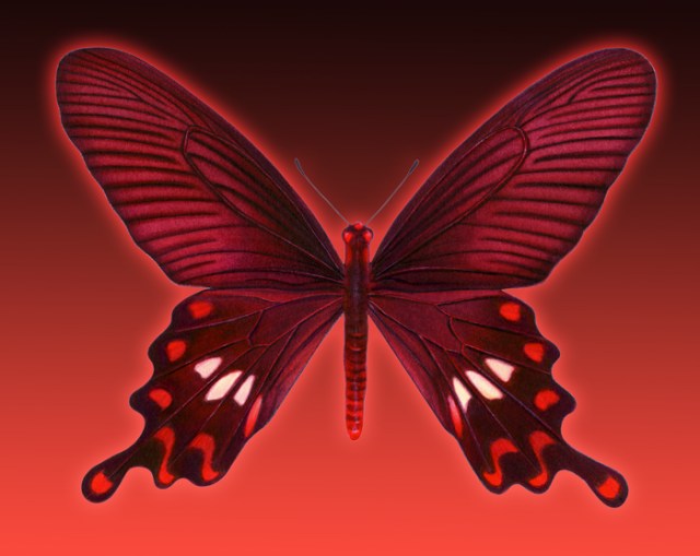 This butterfly is a Rose Swallowtail. I love to add my own artwork to stories on my blog.