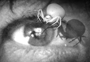 Spider and the Eye B&W