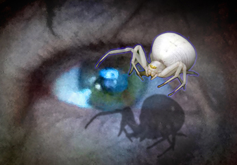 Spider and the Eye