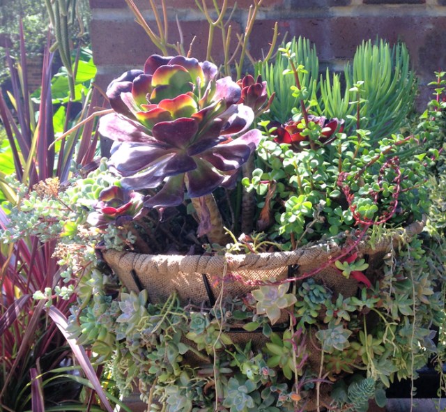 A month ago, I met a good friend at Descanso Gardens. I didn’t take too many photos because the sunlight bothered my eyes. Seeing the beautiful images I did capture that day remind me of how blessed I am to have my eyesight and my wonderful friend, Carol.