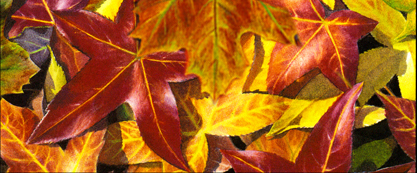 Autumn leaves watercolor
