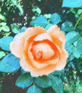 Rose pastel