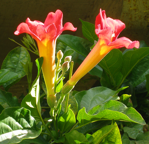 This flower grows on a fence where I play tennis. I stopped to take a picture when my game was over because I found it so beautiful.