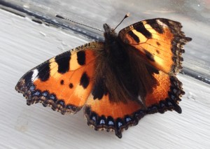 butterfly at the window 2