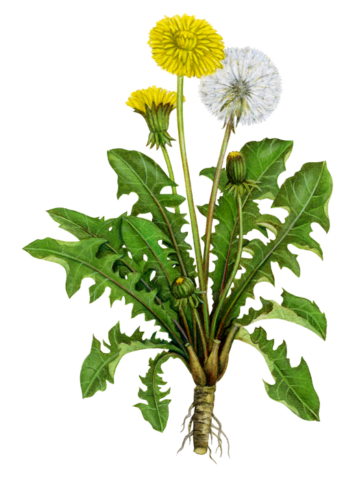 Dandelion