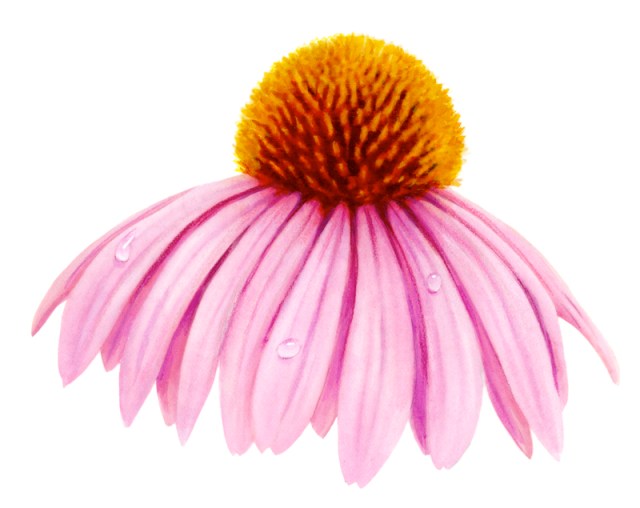 This illustration was for a vitamin label. Echinacea is cold remedy – but I didn’t take it this time.