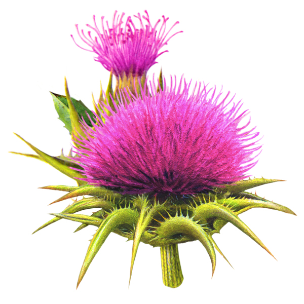 Milk Thistle