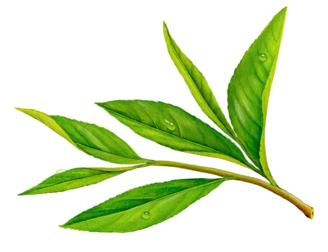 I guess I could consider myself a teas. (Hint – those are tea leaves above)