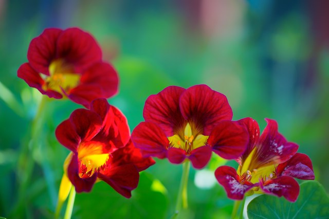 My good friend, Carol, shared this beautiful photo with me. Springtime is here and I can really feel the seasonal change in my heart. Sometimes it leads to sadness.