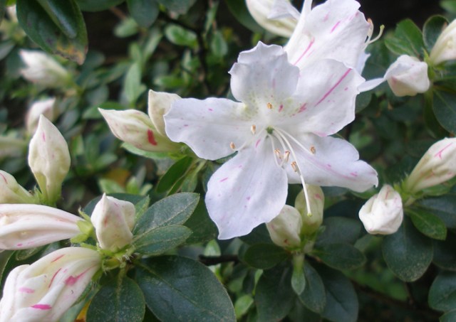 Azaleas
