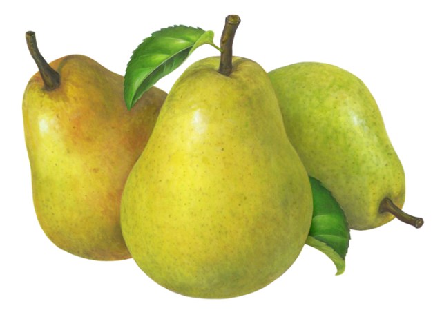 Pear Final Art