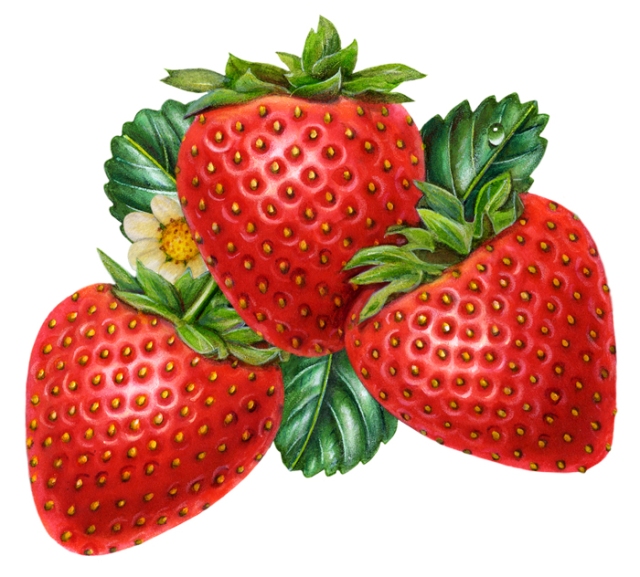 I have been very busy illustrating. In the past, I thought my career as an artist was over because my paintings were obsolete. It turns out that by reinventing my technique on a computer, I am suddenly now very much in demand. I created that strawberry illustration above recently.