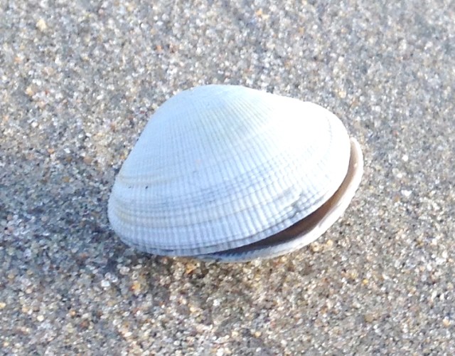 Alabaster Seashell Photo 1