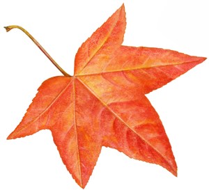 Autumn Leaf 2