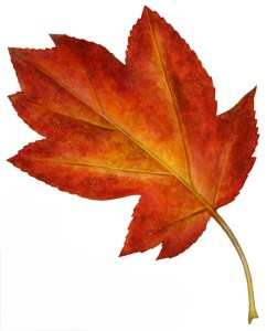 Autumn Leaf 3