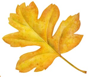 Autumn Leaf 4