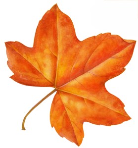 Autumn Leaf 5