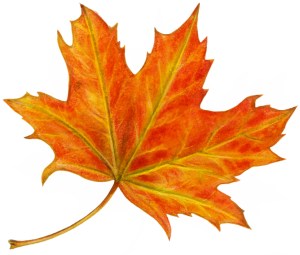 Autumn Leaf 7