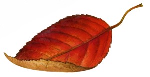 Autumn Leaf 8