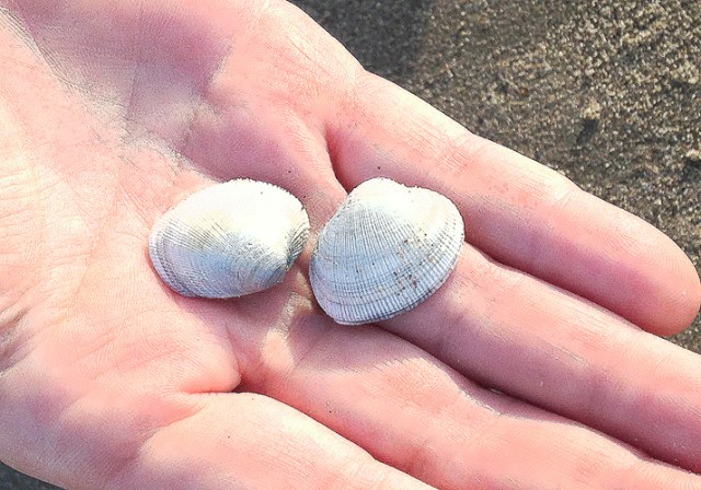 Shell and hand artistic