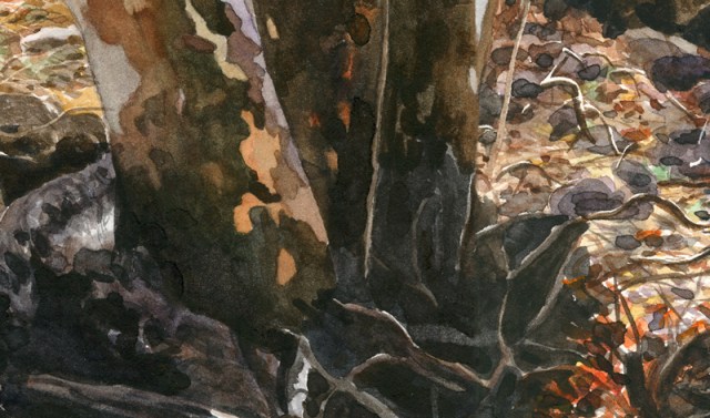 Sycamore close up 1