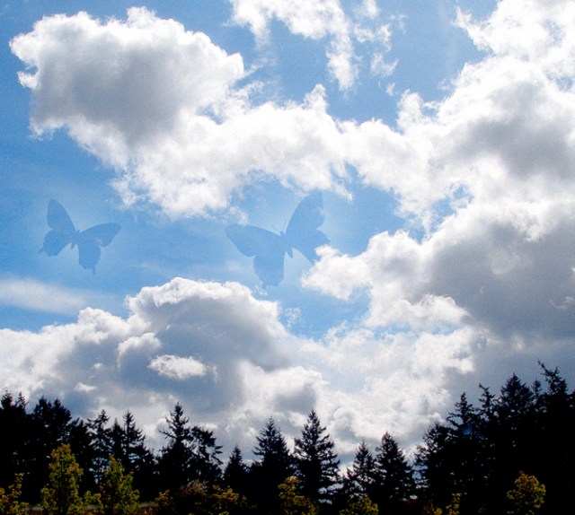 Pine forests and dramatic skies – are very inspiring for me.