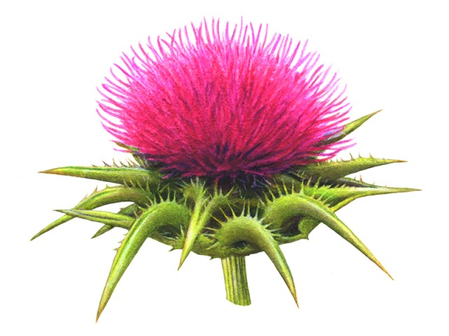 Milk Thistle