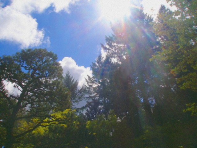 Trees, Sunlight and Rainbows