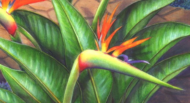 Bird of Paradise closeup