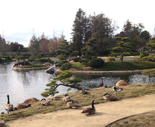 Last week, I went for a walk at a nearby Japanese Garden with my childhood buddy, Joni. We’ve been friends for so many years. It lifted my spirits and I enjoyed taking a few pictures so I could add them to my blog.