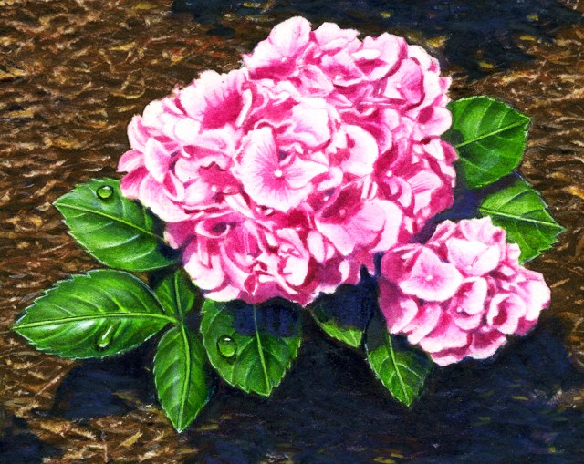hydrangea cropped