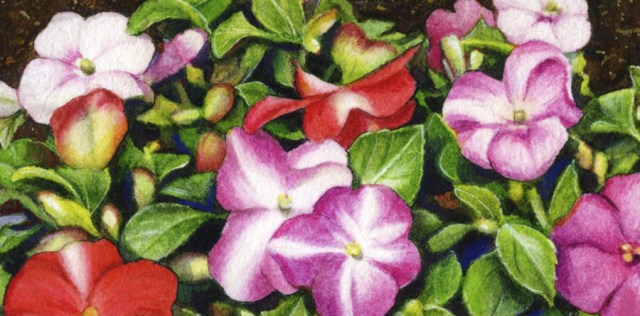 Impatiens