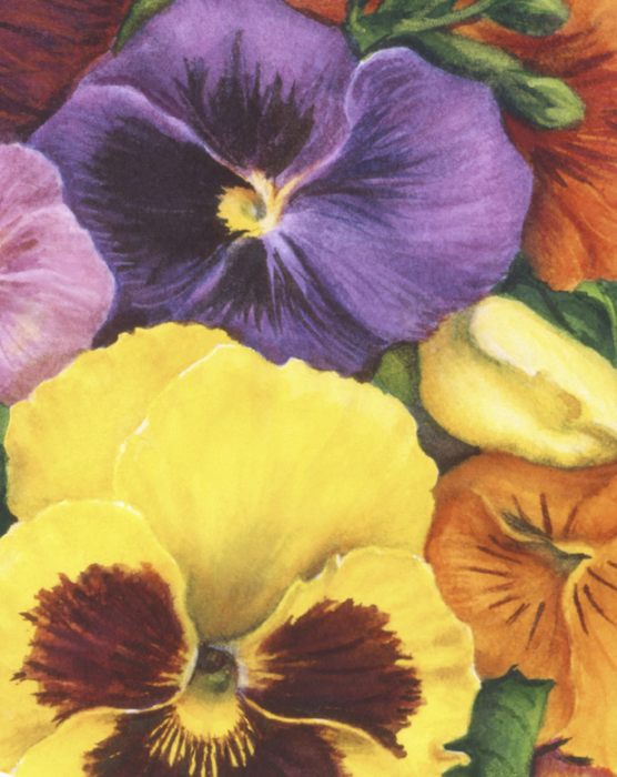 Pansies