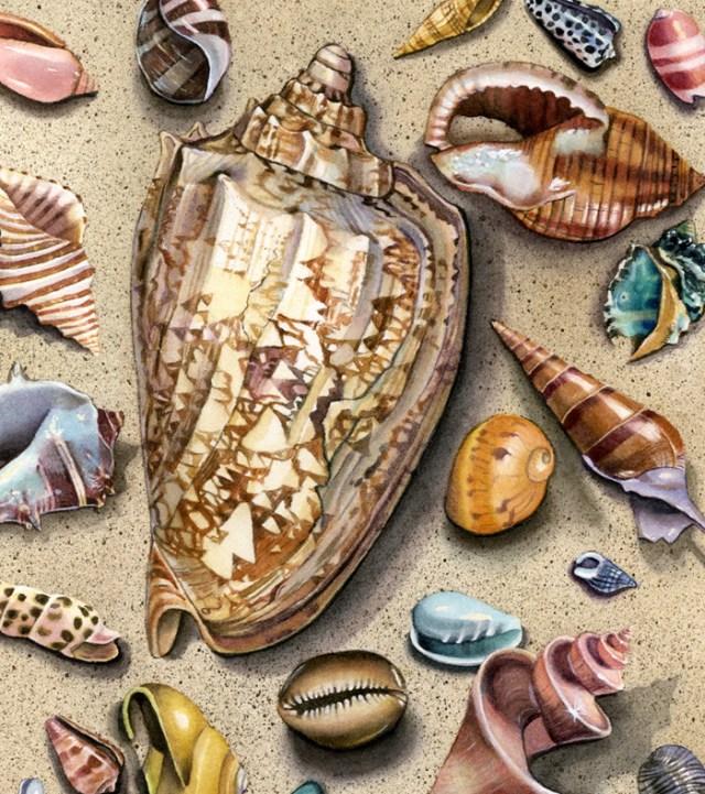Seashells - Brown Shell