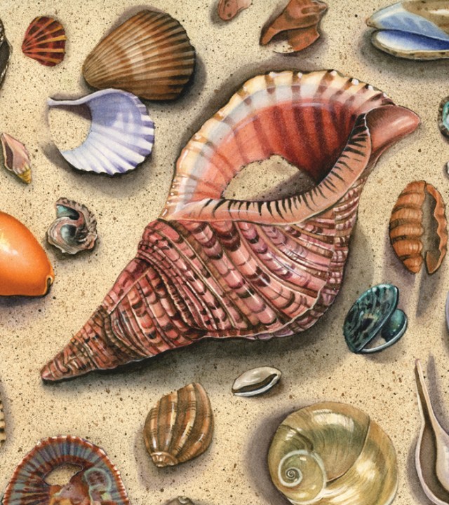 Seashells-Pink Triton