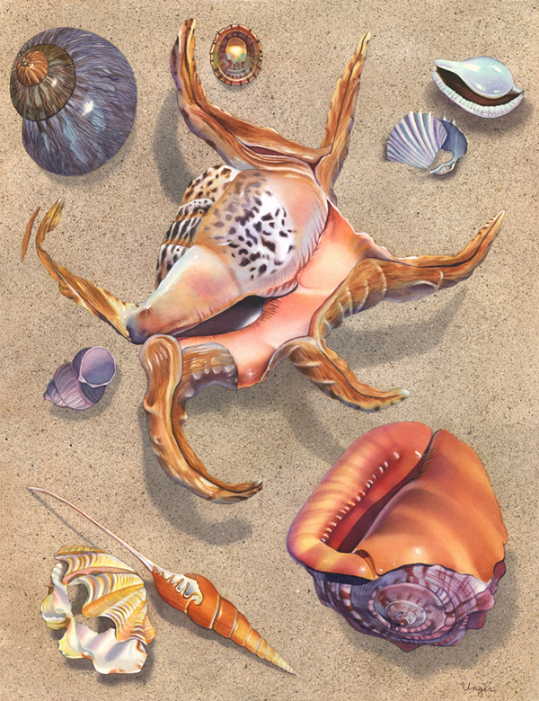Seashells with Spider Conch