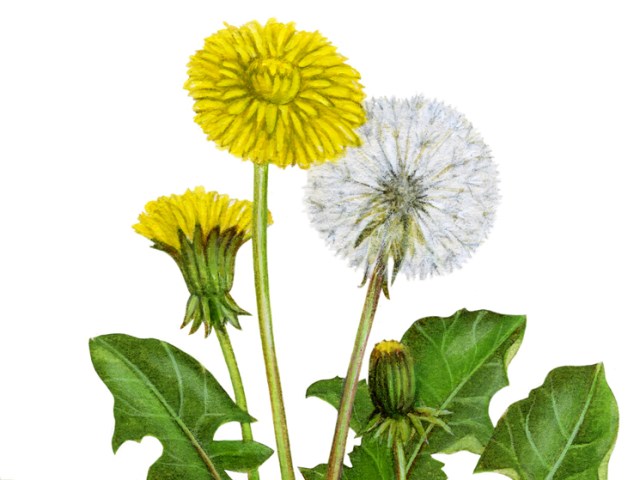 Dandelion