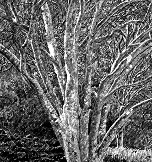 Trees w. Lichen B&W