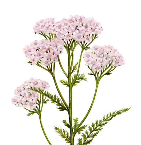 Yarrow