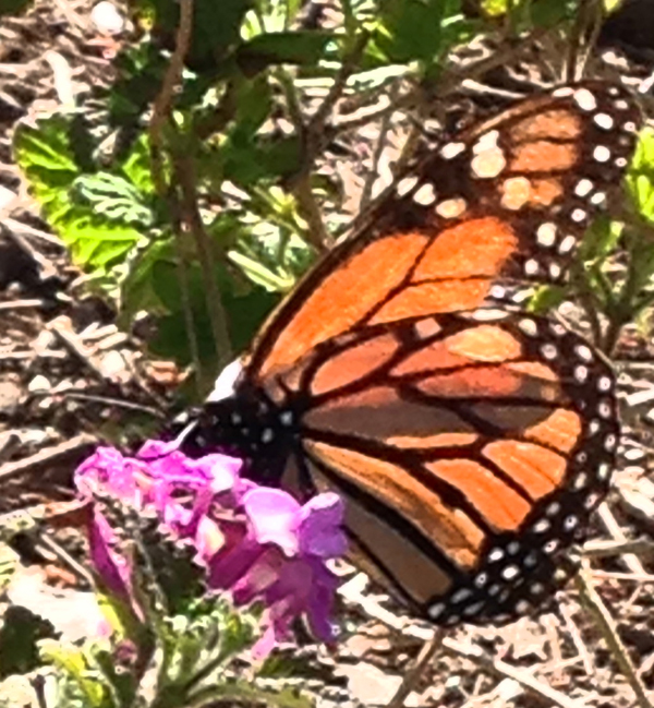 I was pleased to snap a picture of this Monarch Butterfly last week; spring is here!