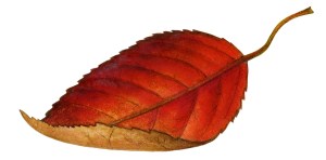 Leaf 1