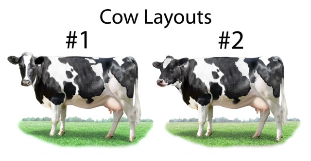 Cow Layouts