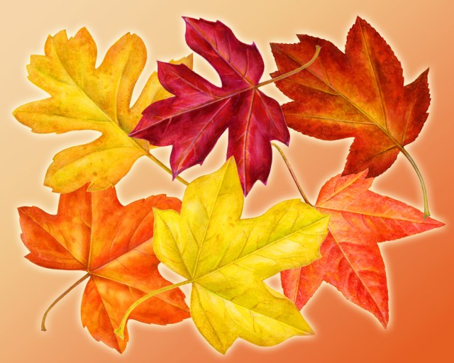 autumn-leaves-1